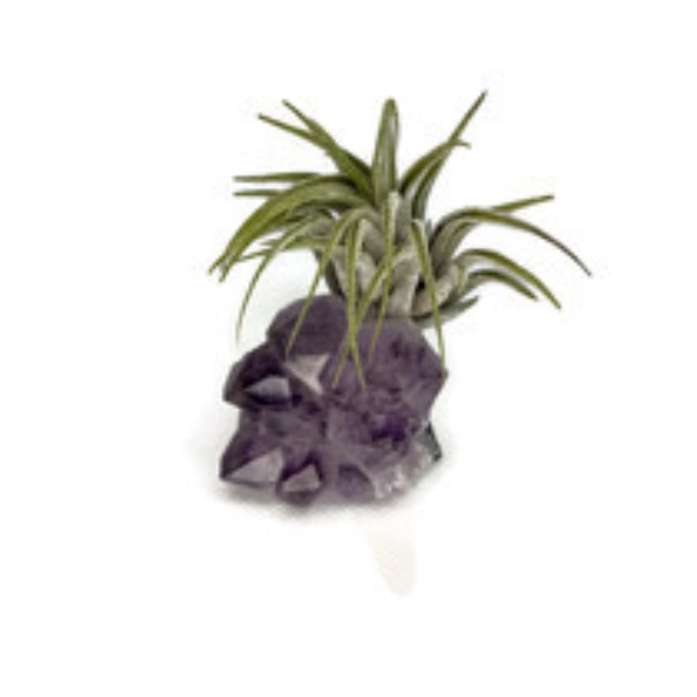 Amethyst & Air Plant